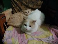 Лот: 16853428. Фото: 2. Котят. Животные и уход
