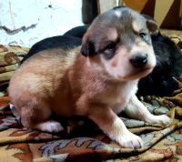 Лот: 18945903. Фото: 6. Умная Охотница ищет Дом.