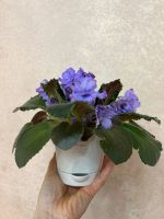 Лот: 25882431. Фото: 3. Сенполия (фиалка) Blue Dragon. Растения и животные