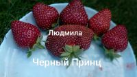 Лот: 22178517. Фото: 2. Рассада клубники Черный принц... Семена, рассада, садовые растения