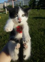 Лот: 16248771. Фото: 6. Котята