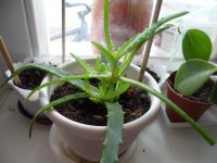 Лот: 5424005. Фото: 2. алоэ. Комнатные растения и уход