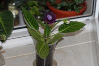 Лот: 3012895. Фото: 4. Глоксиния 31 (цветущая). Красноярск