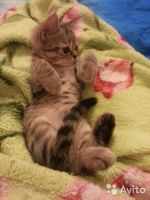 Лот: 7835213. Фото: 5. Шотландский прямоухий котенок...