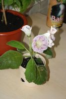 Лот: 4153048. Фото: 3. Глоксиния (ситец фиолетовый, цена... Растения и животные