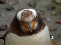 Лот: 4867317. Фото: 7. фотоаппарат fujifilm finepix s2980...