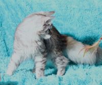 Лот: 20613589. Фото: 2. Шикарный котёнок мейн кун. Животные и уход