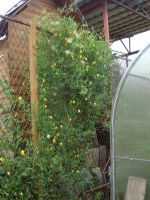 Лот: 14279912. Фото: 2. Клематис желтый видовой. Семена, рассада, садовые растения