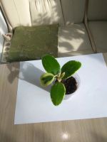 Лот: 10071966. Фото: 3. хойя (verticillata (acuta, parasitica... Растения и животные