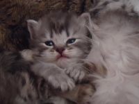 Лот: 4217536. Фото: 2. шикарные шотландские котята. Животные и уход
