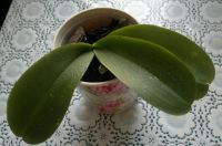 Лот: 9263029. Фото: 3. Орхидея фаленопсис. Растения и животные