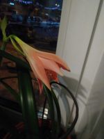 Лот: 25885175. Фото: 3. Гиппеаструм. Растения и животные