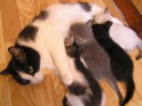 Лот: 7901152. Фото: 6. Котенок черный подросший уже