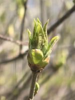 Лот: 25383827. Фото: 17. 2-комн. дача , садоводческое некоммерческое...