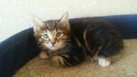 Лот: 10375059. Фото: 5. Котята курильского бобтейла
