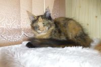 Лот: 4878934. Фото: 5. Мейн-кун девочка черепаховая...