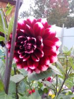 Лот: 8182844. Фото: 4. георгины разные цвета,кусты полностью... Красноярск