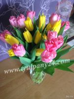 Лот: 2544397. Фото: 13. Тюльпаны оптом и мимоза. Склады...