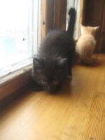 Лот: 5262893. Фото: 4. Отдам котят. Три мальчика и девочка... Красноярск
