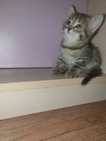Лот: 15077409. Фото: 5. Котята