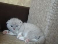 Лот: 4168408. Фото: 6. Шотландская вислоухая кошечка...