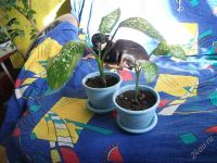 Лот: 2571186. Фото: 2. Диффенбахия пятнистая (Dieffenbachia... Комнатные растения и уход