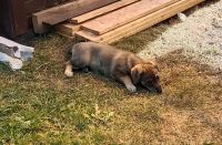 Лот: 20944662. Фото: 4. Щенки. Красноярск