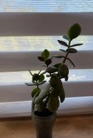 Лот: 24308007. Фото: 3. Денежное дерево n 2. Растения и животные