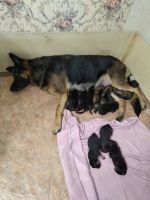 Лот: 16418557. Фото: 5. Немецкая овчарка. Щенки.