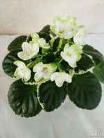 Лот: 13853964. Фото: 3. Фиалка Frozen in Time (LLG/Sorano... Растения и животные