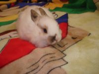 Лот: 5730856. Фото: 4. Кролик декоративный мраморный. Красноярск