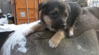 Лот: 9030820. Фото: 4. Щенки!Ищу срочно заботливых хозяев... Красноярск