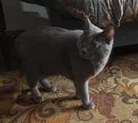 Лот: 22171711. Фото: 2. Кошка. Животные и уход