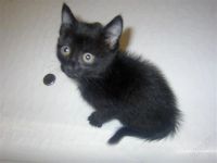 Лот: 1778319. Фото: 3. Кошка Ника. Возраст - месяц... Растения и животные