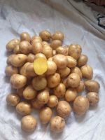 Лот: 9395673. Фото: 2. картофель /семена. Продукты