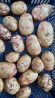 Лот: 19447213. Фото: 4. картофель картошка Галактика... Красноярск