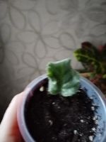 Лот: 25896303. Фото: 5. Лист фиалки укорененный сорт Шато...