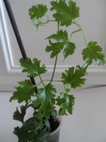 Лот: 3923760. Фото: 2. Клематис Аваланч. Семена, рассада, садовые растения