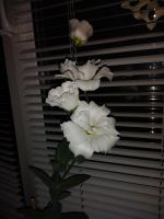 Лот: 16422813. Фото: 3. Комнатные цветы. Растения и животные