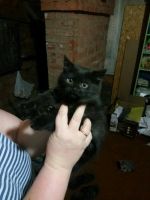 Лот: 12538293. Фото: 3. Котенок, мать британка. Растения и животные