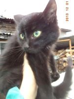 Лот: 3460897. Фото: 2. Котята ищут дом!!. Животные и уход