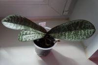 Лот: 11714855. Фото: 2. Орхидея Phal.schilleriana "Pink... Комнатные растения и уход