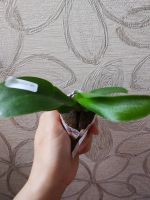 Лот: 16551805. Фото: 6. Орхидея Фаленопсис сорт Mimi/3...