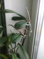 Лот: 7048433. Фото: 2. Орхидея фаленопсис детка #2. Комнатные растения и уход