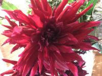Лот: 14570181. Фото: 2. Георгин кактусовидный. Семена, рассада, садовые растения