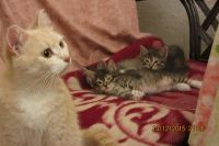 Лот: 6625560. Фото: 3. Котенок! кошечка трехцветная Трехцветная... Растения и животные