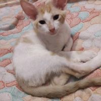 Лот: 13831071. Фото: 2. Котенок канадского и донского... Животные и уход