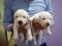 Лот: 7947963. Фото: 3. Лабрадорчики с родословной и клеймом... Растения и животные