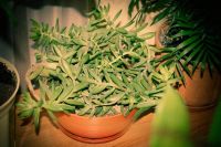 Лот: 11539095. Фото: 3. Crassula tetragona. Растения и животные