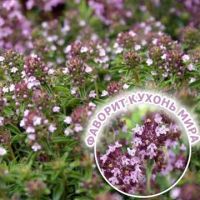 Лот: 18400263. Фото: 2. Тимьян ползучий чабрец.медок. Семена, рассада, садовые растения